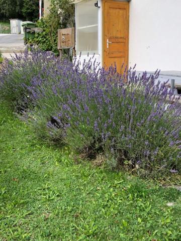 Nid D'Abeilles Apartment Tramelan Екстериор снимка